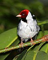 _MG_7589 yellow-billed cardinal.jpg