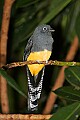 _MG_7604 white tailed trogon.jpg