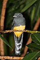 _MG_7609 white tailed trogon.jpg