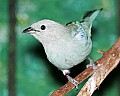 _MG_7617 blue-gray tanager.jpg