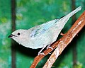 _MG_7622 blue-grey tanager.jpg