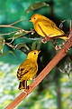 _MG_7627 saffron finches.jpg