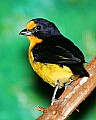 _MG_7632 Violaceous Euphonia.jpg