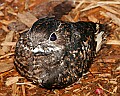 _MG_7635-Common Nighthawk.jpg