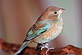 _MG_7636 indigo bunting.jpg