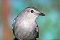 _MG_7645 Common Catbird.jpg