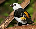 _MG_7647 white-headed buffalo weaver.jpg