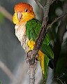 _MG_7701 white-bellied caique.jpg