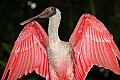 _MG_7716 roseate spoonbill.jpg