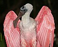 _MG_7717 roseate spoonbill.jpg