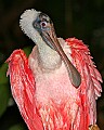 _MG_7718 roseate spoonbill.jpg