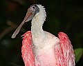 _MG_7735 roseate spoonbill.jpg