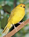 _MG_7737 saffron finch.jpg