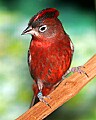 _MG_7750 red-crested finch.jpg