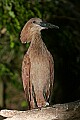 _MG_7783 hammerkop.jpg