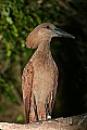 _MG_7786 hammerkop.jpg