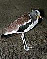 _MG_7810 white-headed wattled lapwing.jpg