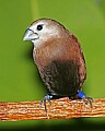 _MG_7816 white-headed munia.jpg