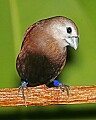 _MG_7817 white-headed munia.jpg