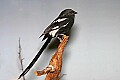 _MG_7820 magpie shrike.jpg