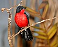 _MG_7831 black-headed gonolek.jpg