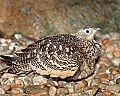 _MG_7834 Chestnut Bellied Sandgrouse.jpg