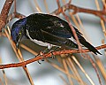 _MG_7851 amethyst starling.jpg