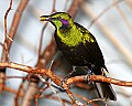 _MG_7853 emerald starling.jpg