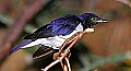 _MG_7869 amethyst starling.jpg