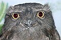 _MG_7940 tawny frogmouth.jpg