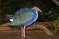 _MG_7944 purple swamphen.jpg