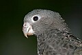 _MG_7953 Black Parrot.jpg