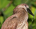 _MG_7958 hammerkop.jpg