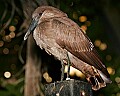 _MG_7960 hammerkop.jpg