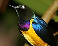 _MG_7972 superb starling.jpg