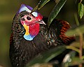 _MG_7983 green junglefowl.jpg