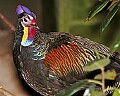 _MG_7991 green junglefowl.jpg