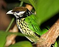 _MG_7997-White-eared Catbird.jpg