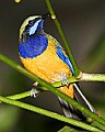 _MG_8009 Orange-bellied Leafbird.jpg