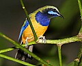 _MG_8013 Orange-bellied Leafbird.jpg