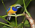 _MG_8016 Orange-bellied Leafbird.jpg