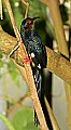 _MG_8018 Green Woodhoopoe.jpg