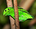 _MG_8040 lesser broadbill.jpg