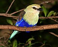 _MG_8045 blue-bellied roller.jpg