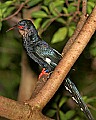 _MG_8061 green woodhoopoe.jpg