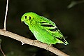 _MG_8065 lesser green broadbill.jpg