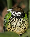 _MG_8072-White-eared Catbird.jpg