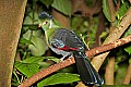 _MG_8081 white-cheeked turaco.jpg