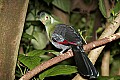 _MG_8082 white cheeked turaco.jpg