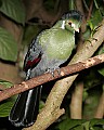 _MG_8088 white cheeked turaco.jpg